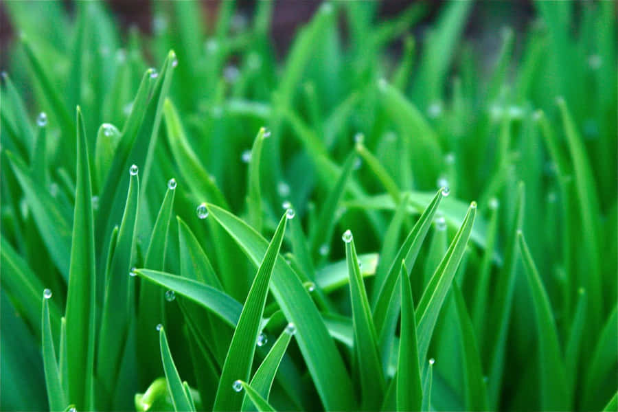 immagini-di-erba-verde-i4tgpgfsglr5c35d.jpg